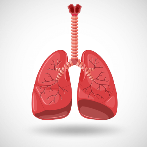 Comprehensive Pulmonary Function Test (pft) In Bangalore 