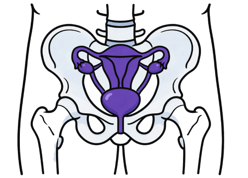 CT Pelvis 